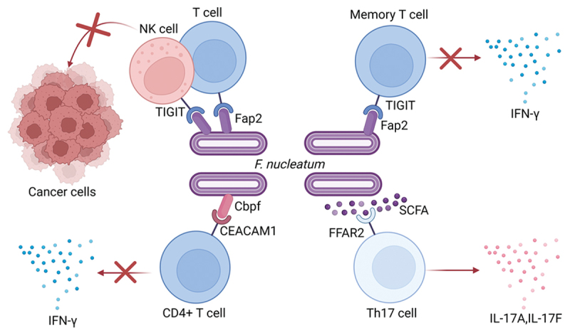 Microbial manipulators: <i>Fusobacterium nucleatum</i> modulates the tumor immune microenvironment in colorectal cancer.