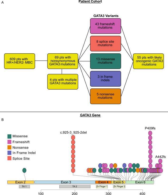 Genomic and proteomic profiling of GATA3 mutant metastatic hormone receptor-positive breast cancer and impact on clinical outcomes.