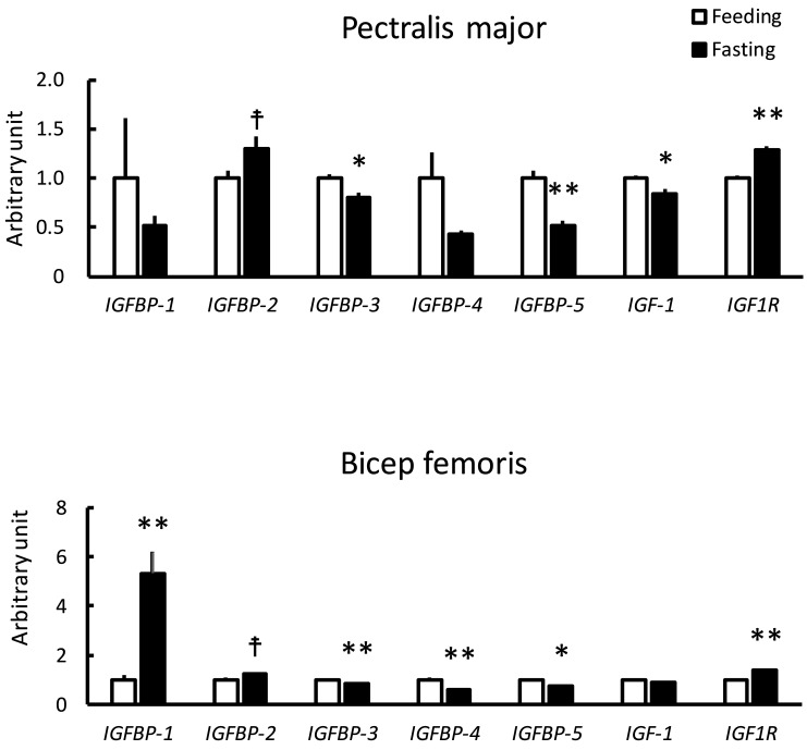 Fasting Induces Gene Expression of Insulin-like Growth Factor-binding Proteins in Skeletal Muscles of Chicks.