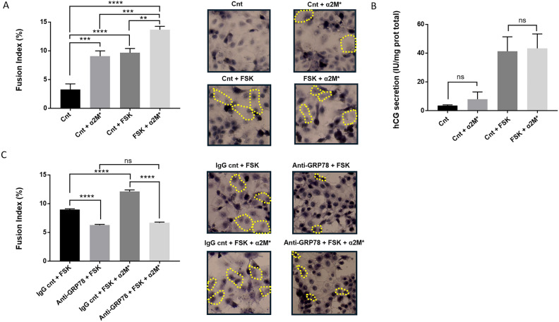 Author Correction: Activated α2-macroglobulin binding to cell surface GRP78 induces trophoblastic cell fusion.