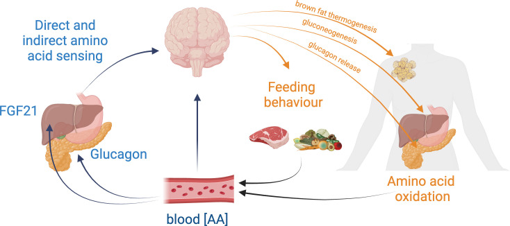 Brain amino acid sensing for organismal amino acid homeostasis.
