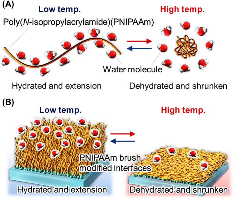 Temperature-modulated separation of therapeutic cells, viral vectors, and exosomes using functional polymers.