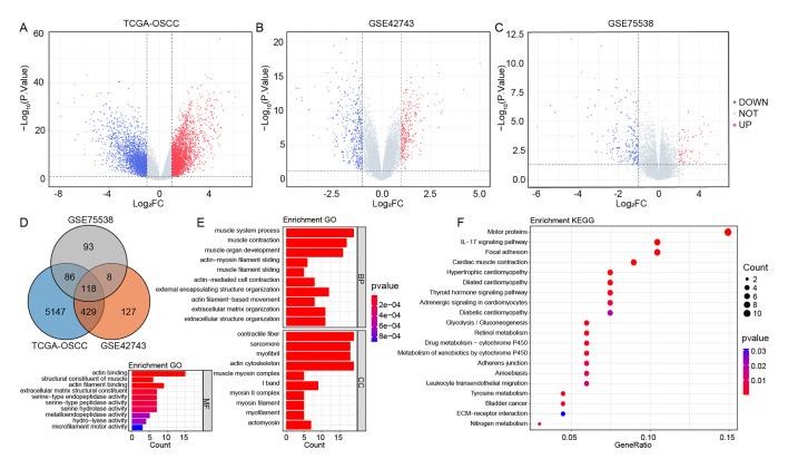 A Risk Score Model Based on Drug-Sensitivity-Related Genes Has the Potential to Predict Oral Squamous Cell Carcinoma Prognosis.