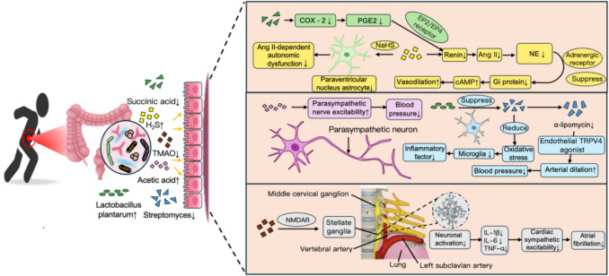 Mechanisms of exercise in preventing cardiovascular diseases: Insights from gut microbiota characteristics in pathological states of cardiovascular diseases.