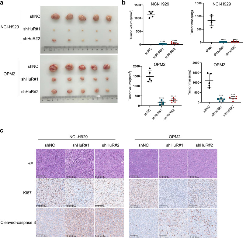 Targeting the HuR/E2F7 axis synergizes with bortezomib against multiple myeloma.