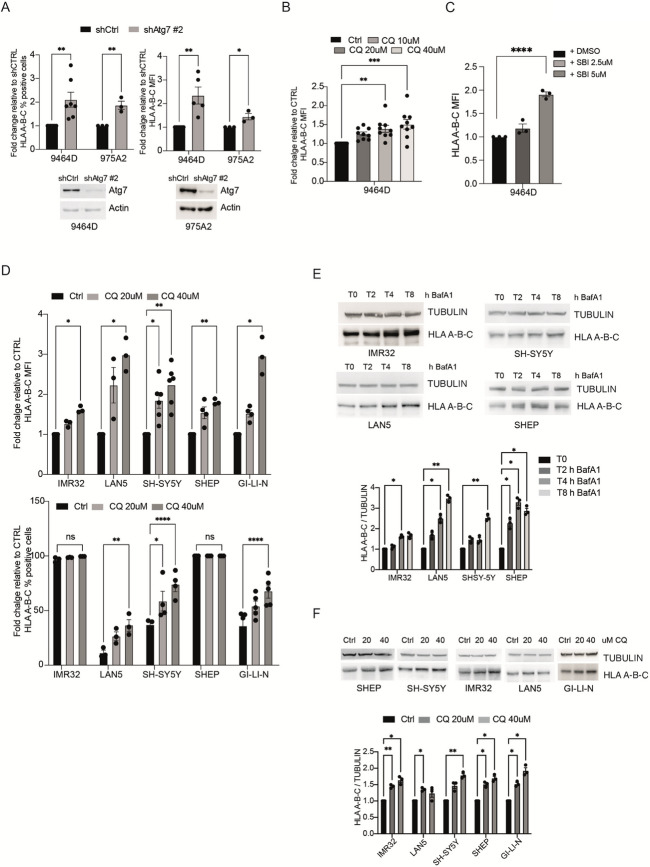 Correction: Inhibition of autophagy enhances the antitumor efficacy of T/CAR T cell against neuroblastoma.