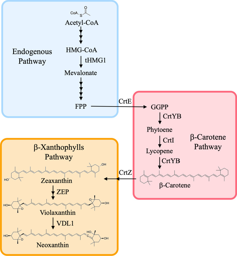 Metabolic engineering of Saccharomyces cerevisiae for neoxanthin production.