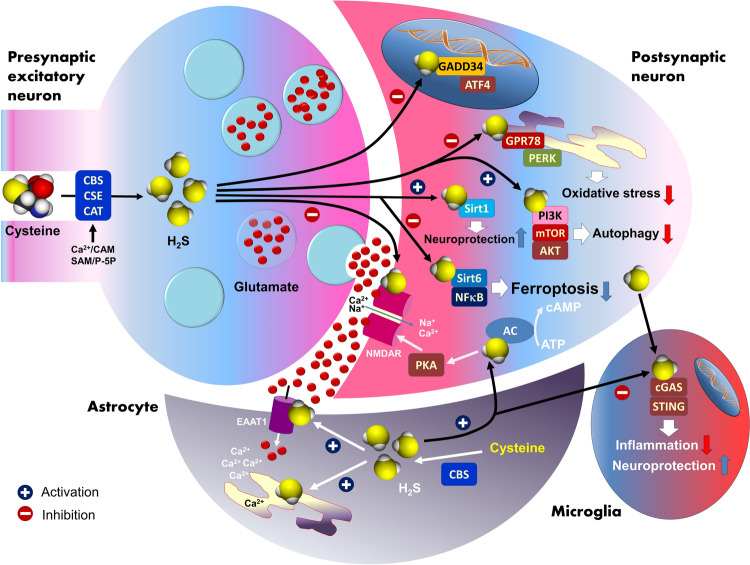 An Enigma of Brain Gasotransmitters: Hydrogen Sulfide and Depression.