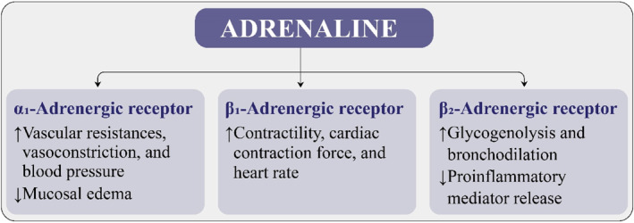 Optimizing Adrenaline Administration in Anaphylaxis: Clinical Practice Considerations and Safety Insights.