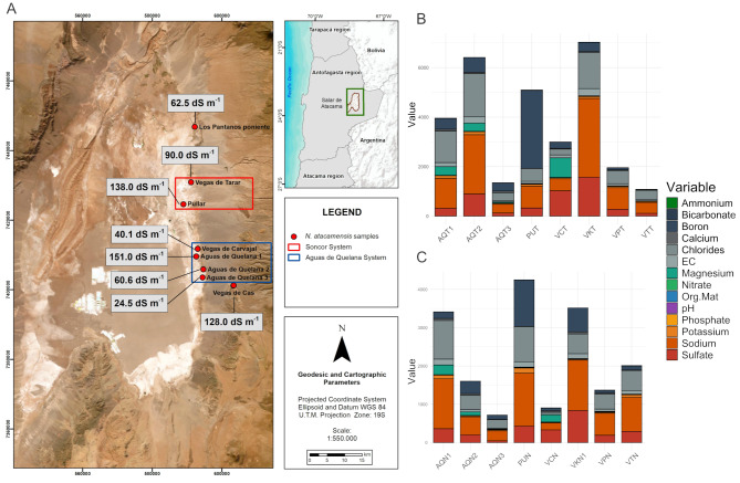 Characterization of bacterial diversity associated with a Salar de Atacama native plant Nitrophila atacamensis.