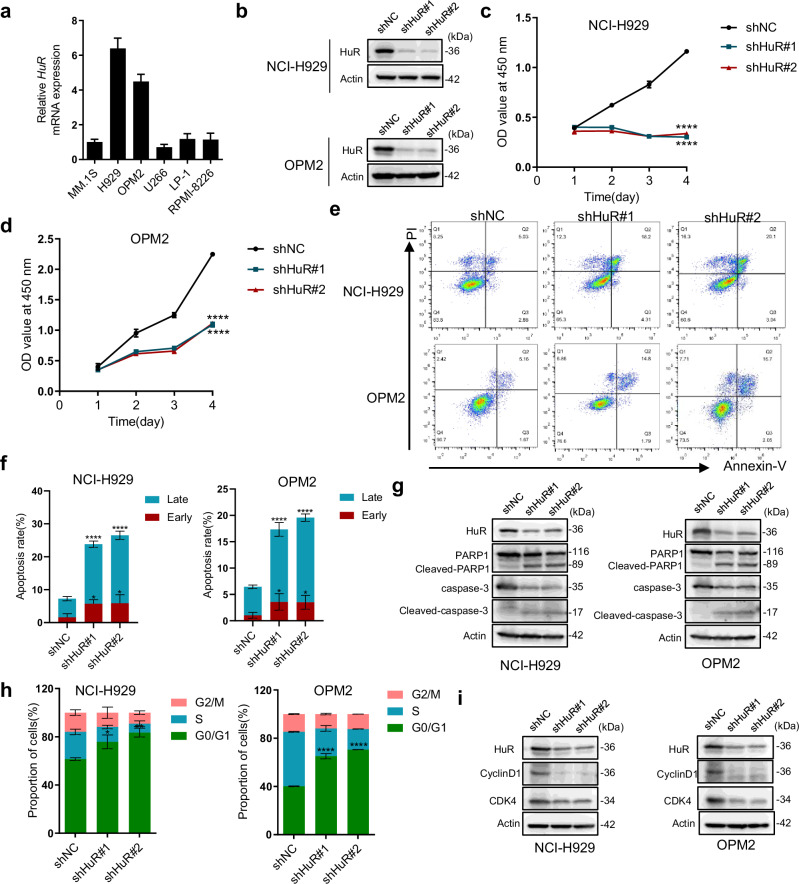 Targeting the HuR/E2F7 axis synergizes with bortezomib against multiple myeloma.