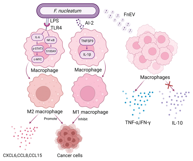 Microbial manipulators: <i>Fusobacterium nucleatum</i> modulates the tumor immune microenvironment in colorectal cancer.