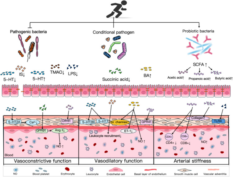 Mechanisms of exercise in preventing cardiovascular diseases: Insights from gut microbiota characteristics in pathological states of cardiovascular diseases.
