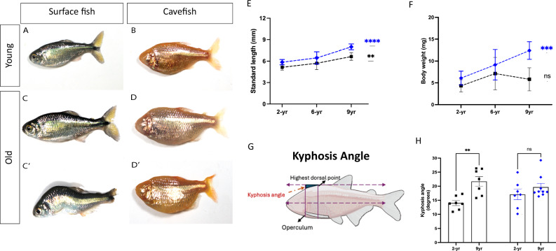 Cave adaptation favors aging resilience in the Mexican tetra.
