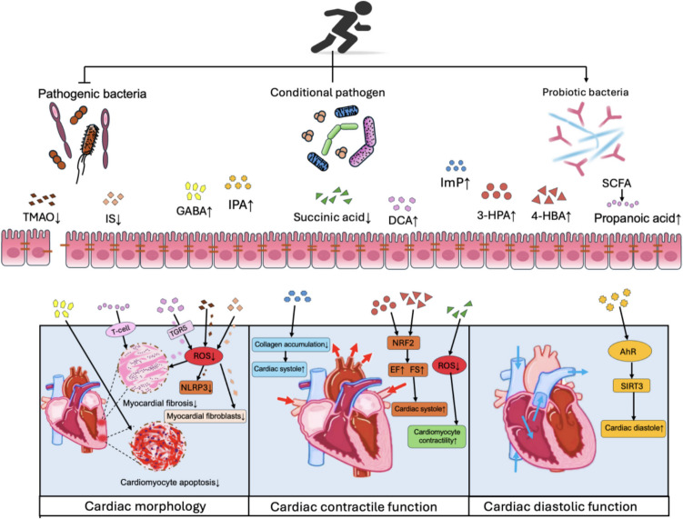 Mechanisms of exercise in preventing cardiovascular diseases: Insights from gut microbiota characteristics in pathological states of cardiovascular diseases.