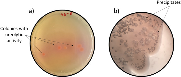 Cadmium removal and indole acetic acid production by ureolytic bacteria isolated from rhizosphere soils.