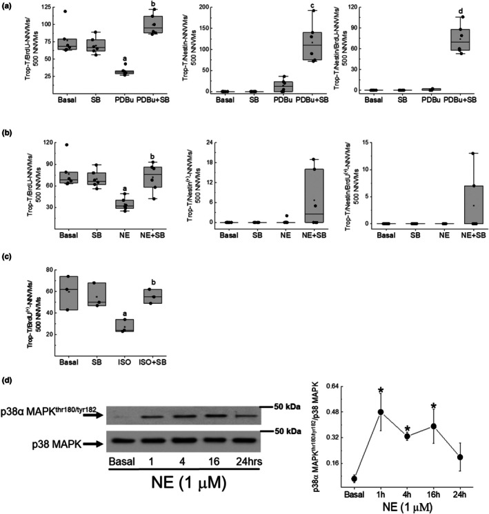 Norepinephrine inhibits cell cycle re-entry of neonatal rat ventricular cardiomyocytes characterized by the absence of de novo nestin expression.