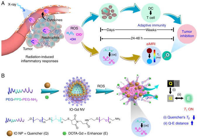 Novel non‑metal‑based contrast agents for MR imaging: Emerging approaches and clinical perspectives (Review).