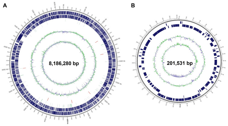 Functional Characterization of Polyketide Synthase Clusters in Streptomyces anandii J6.