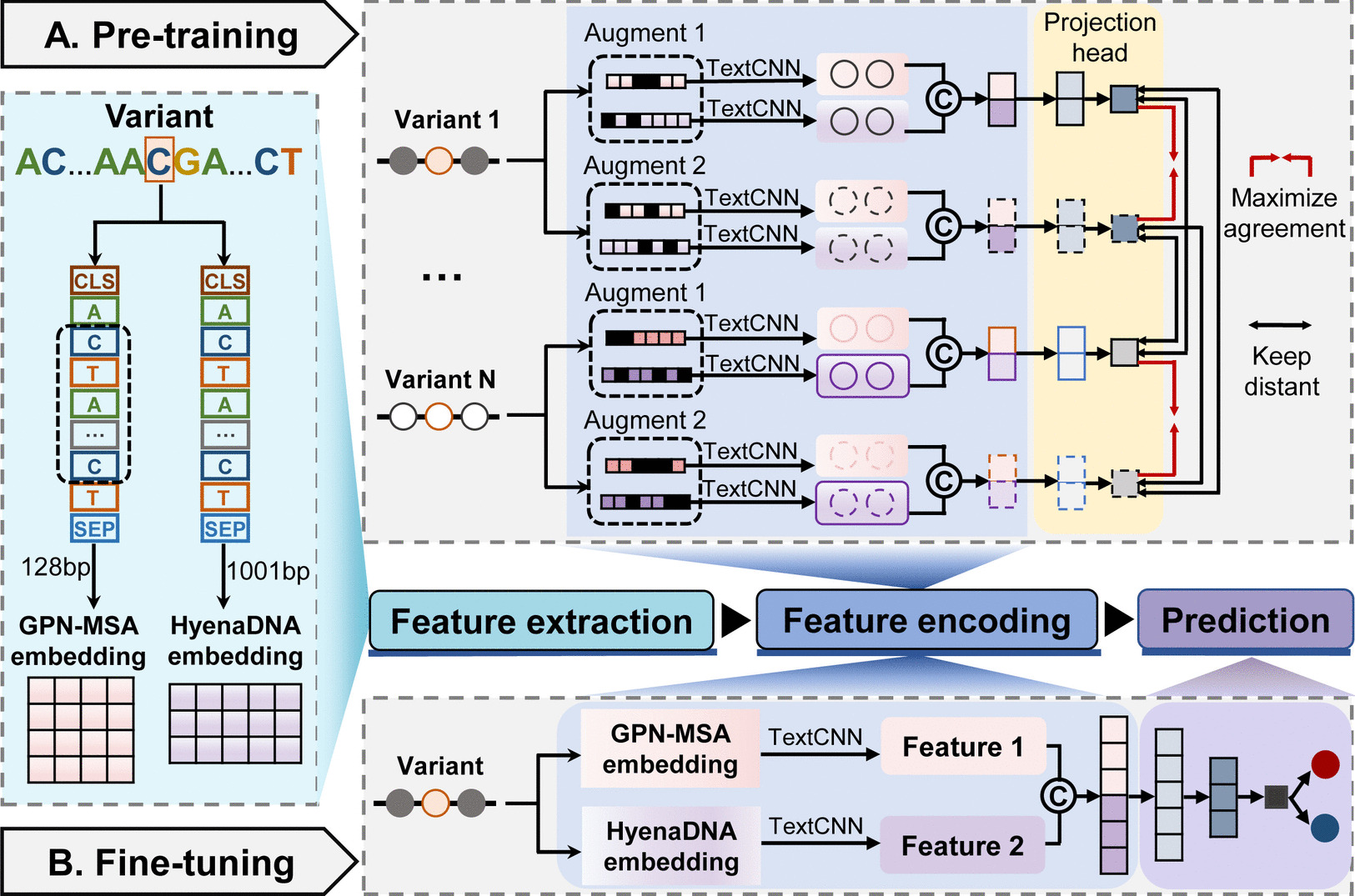 Prediction of human pathogenic start loss variants based on self-supervised contrastive learning.