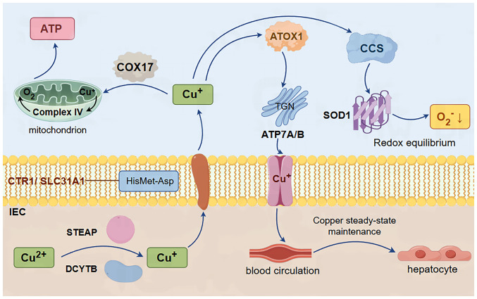 Role and mechanisms of cuproptosis in the pathogenesis of Wilson's disease (Review).