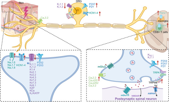 Molecular Mechanisms of Chronic Pain and Therapeutic Interventions.