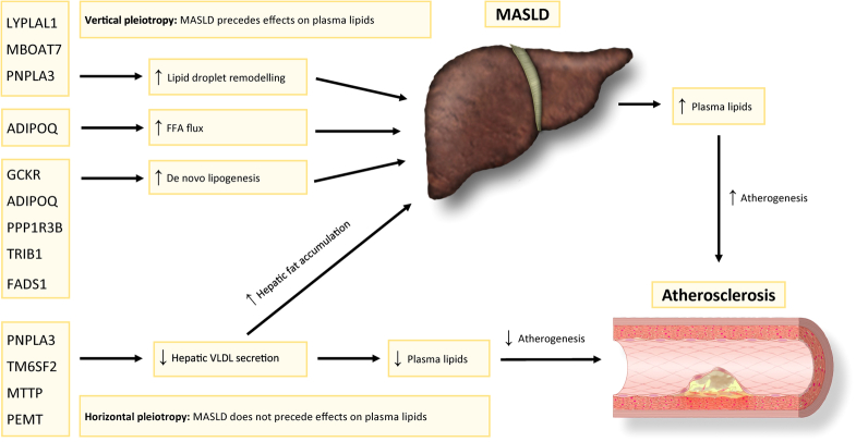 Metabolic dysfunction-associated steatotic liver disease and the heart.