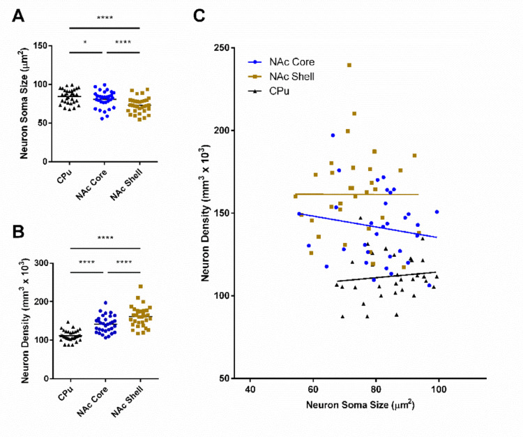 Neuron soma size and density measurements in rat striatal regions disaggregated by sex and estrous cycle phase.