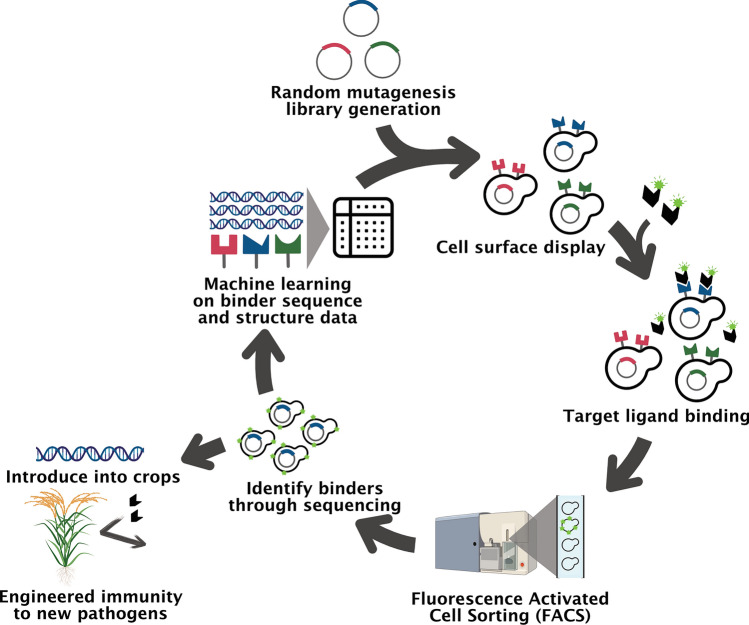 Integration of crop modeling and sensing into molecular breeding for nutritional quality and stress tolerance.