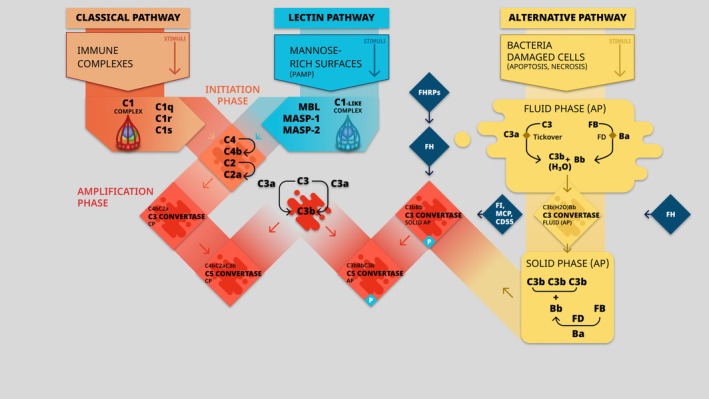 Endothelial Glycocalyx: The Missing Link Between Angiogenic Imbalance in Preeclampsia and Systemic Inflammation in HELLP Syndrome.