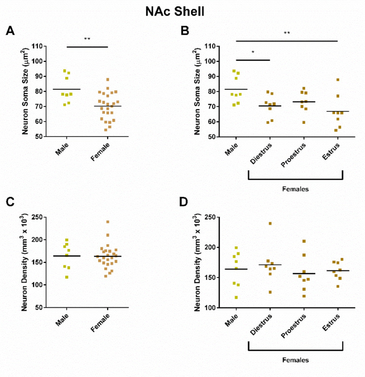 Neuron soma size and density measurements in rat striatal regions disaggregated by sex and estrous cycle phase.