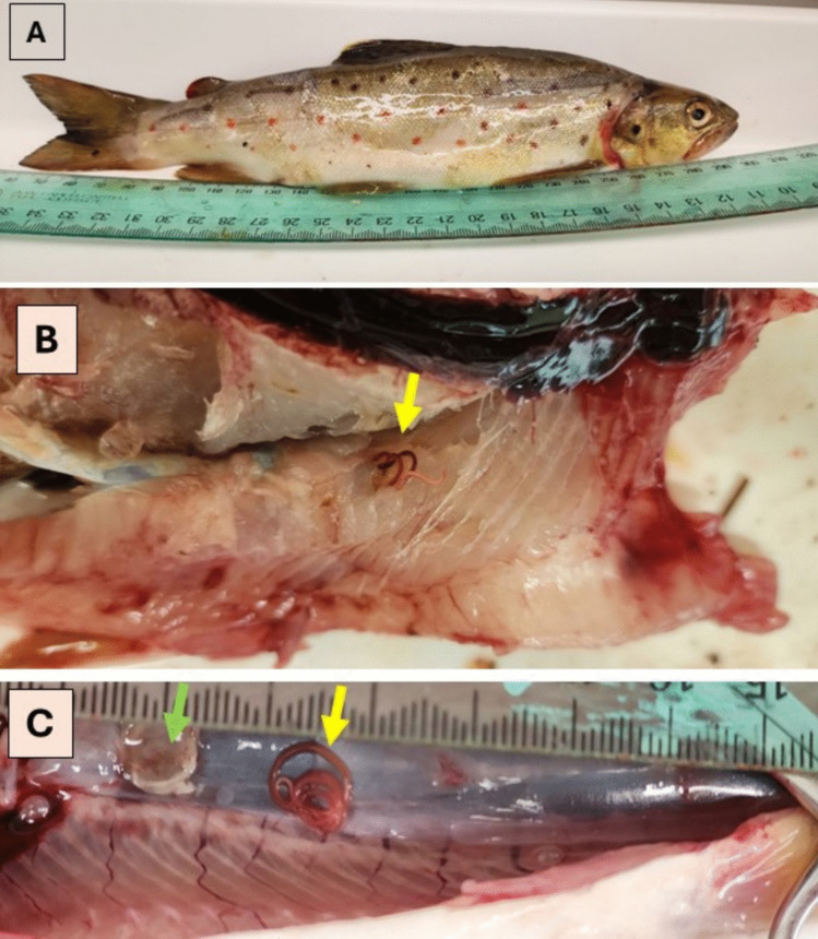 Detection of zoonotic nematodes in brown trout, Salmo trutta, an introduced popular edible freshwater fish in Australia.