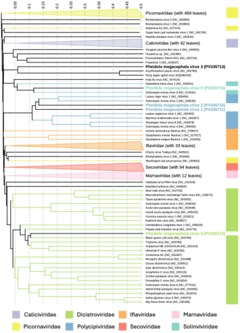 Five novel RNA viruses of the invasive big-headed ant (Pheidole megacephala)