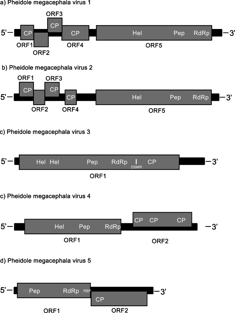 Five novel RNA viruses of the invasive big-headed ant (Pheidole megacephala)