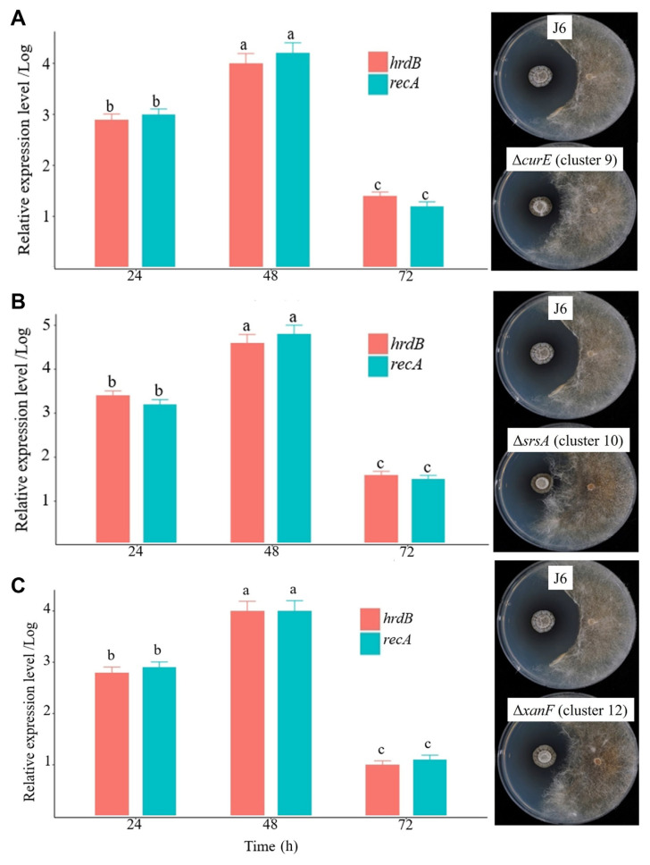Functional Characterization of Polyketide Synthase Clusters in Streptomyces anandii J6.