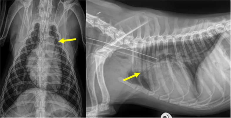 Case report of an incidental left coronary artery to main pulmonary artery fistula in a dog.