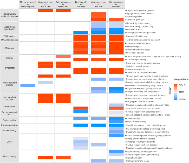Coral thermotolerance retained following year-long exposure to a novel environment.