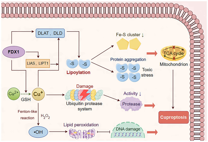 Role and mechanisms of cuproptosis in the pathogenesis of Wilson's disease (Review).