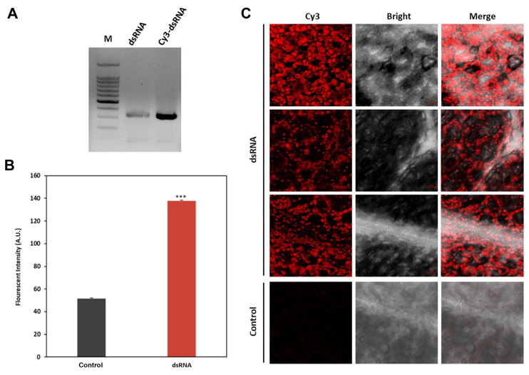Inhibition of Hop Stunt Viroid by Exogenous Double-Stranded RNA in Micropropagated Grapevine Plantlets.