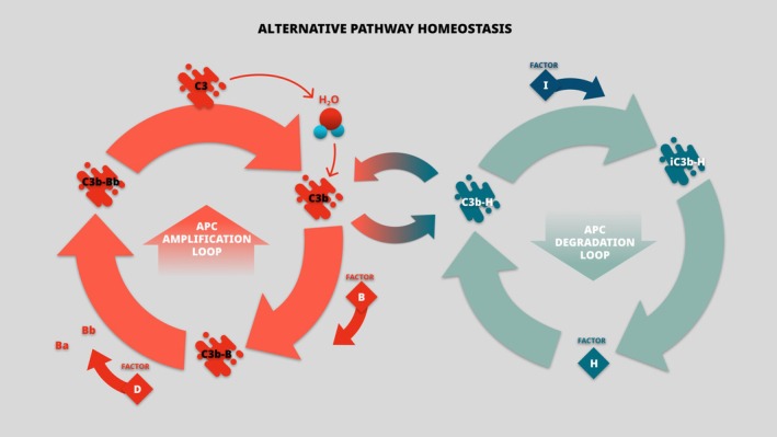 Endothelial Glycocalyx: The Missing Link Between Angiogenic Imbalance in Preeclampsia and Systemic Inflammation in HELLP Syndrome.