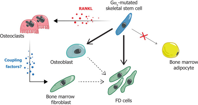 Fibrous dysplasia/McCune-Albright syndrome: state-of-the-art advances, pathogenesis, and basic/translational research.