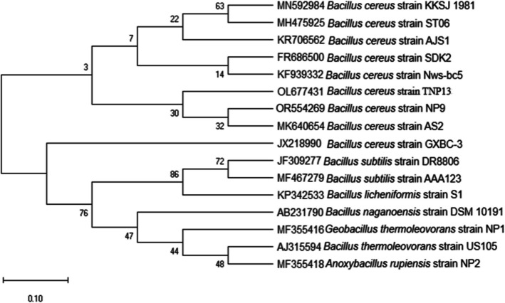 Characterization of Novel Pullulanase Type I from Newly Isolated Bacillus cereus Strain NP9: Potential Additive for Laundry Detergent Formulations
