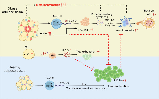 Immune cell-adipose tissue crosstalk in metabolic diseases with a focus on type 1 diabetes.