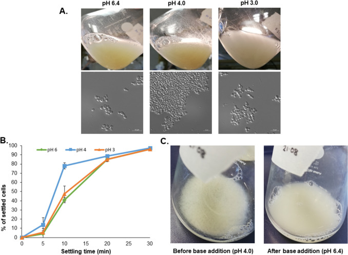 Flo5-1 and Nrg1 are involved in reversible pH-dependent flocculation in Komagataella phaffii
