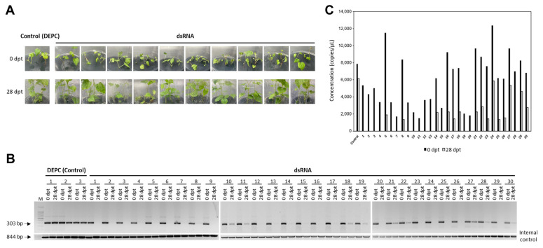Inhibition of Hop Stunt Viroid by Exogenous Double-Stranded RNA in Micropropagated Grapevine Plantlets.