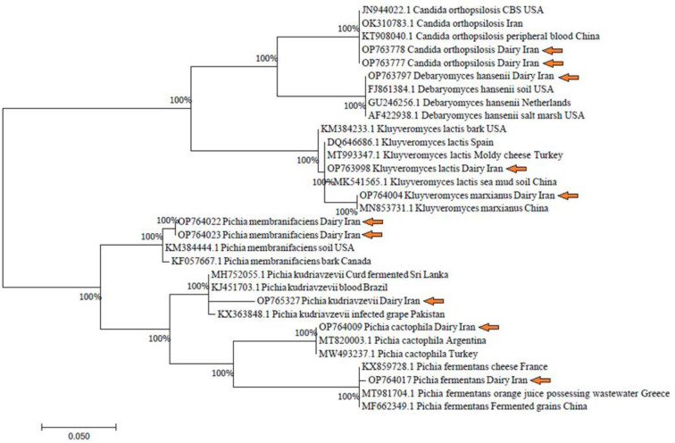 Molecular identification and phylogenetic analysis of yeast strains isolated from dairy products in Isfahan, Iran.