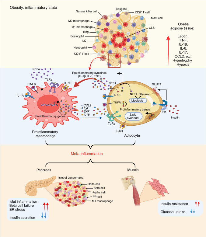 Immune cell-adipose tissue crosstalk in metabolic diseases with a focus on type 1 diabetes.