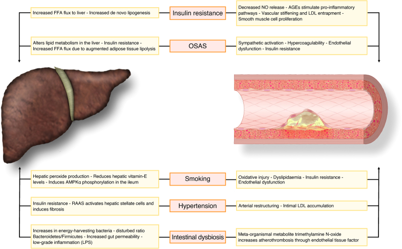 Metabolic dysfunction-associated steatotic liver disease and the heart.