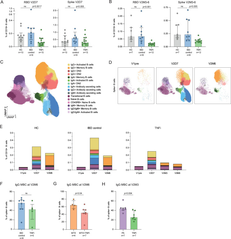 TNF inhibitors affect the induction and maintenance of spike-specific B-cell responses after mRNA vaccination.