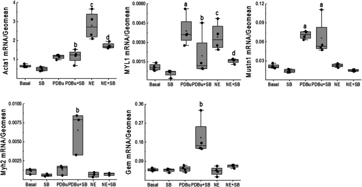 Norepinephrine inhibits cell cycle re-entry of neonatal rat ventricular cardiomyocytes characterized by the absence of de novo nestin expression.